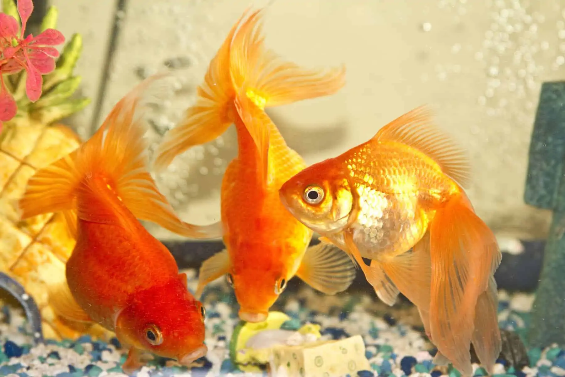 Goldfish Tankmates In Aquarium