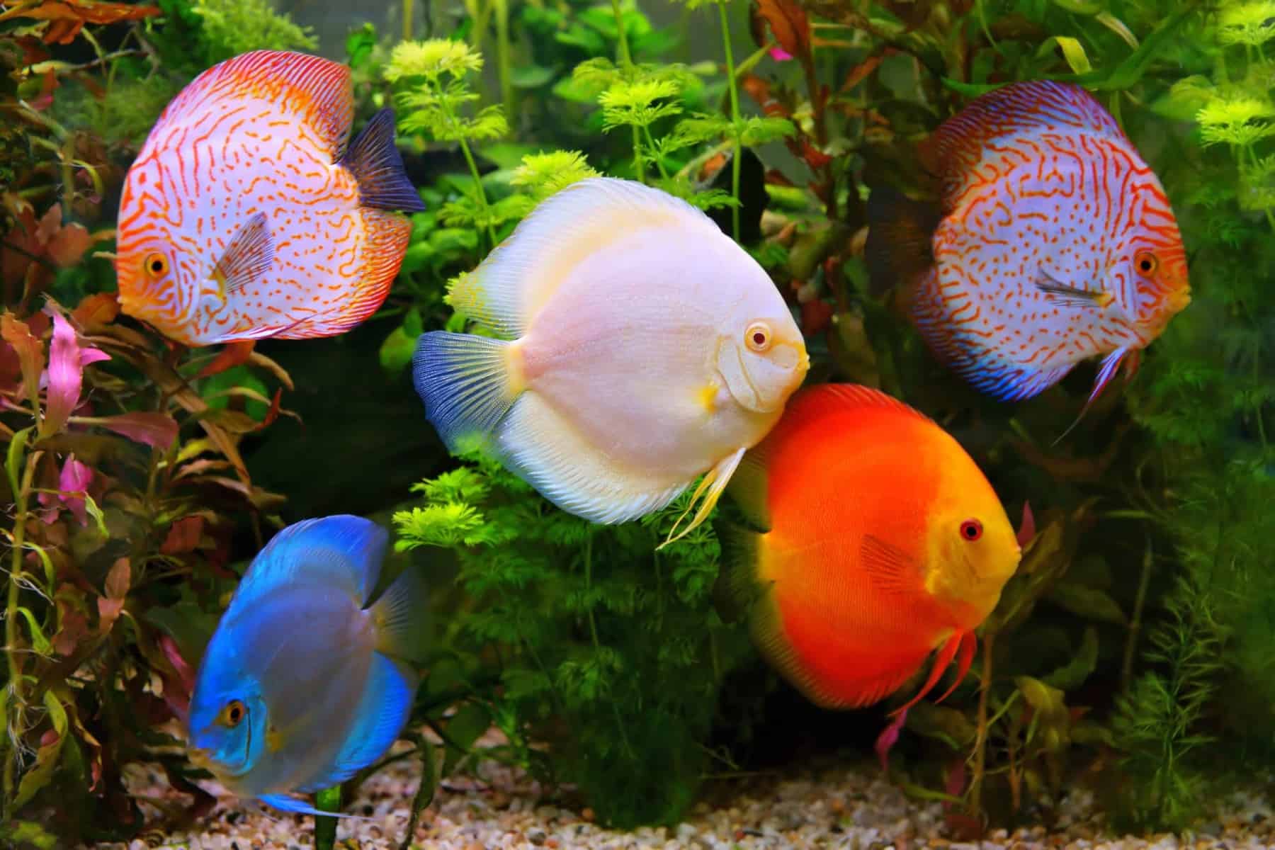 Discus Fish