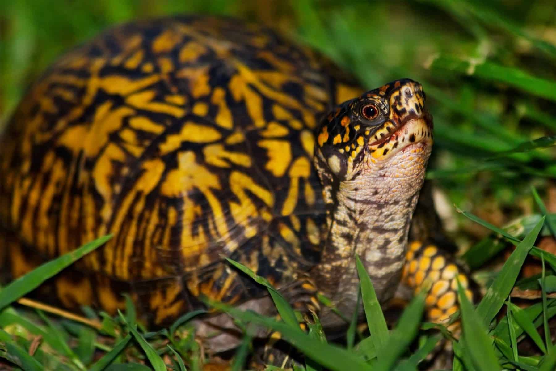 Florida Box Turtle Pin