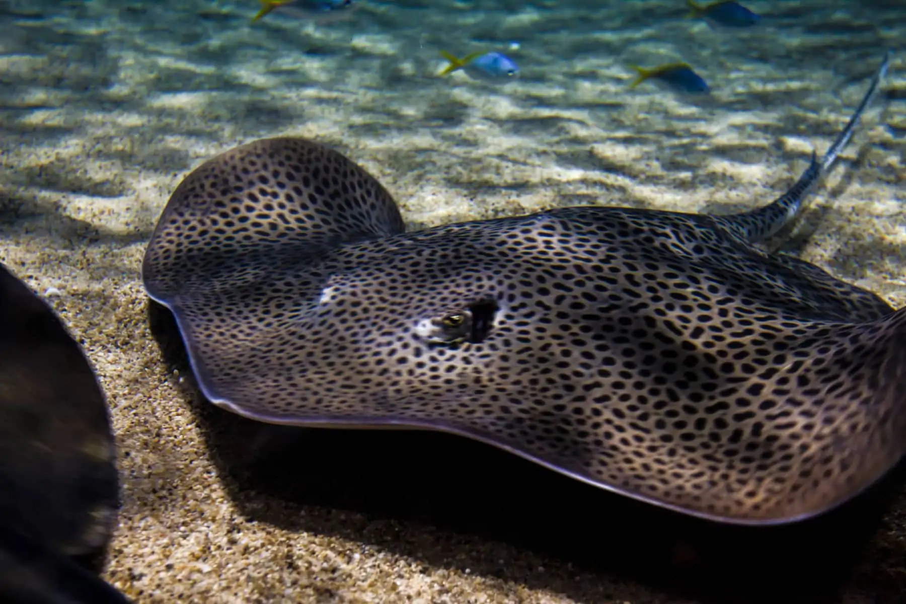 Freshwater Stingray