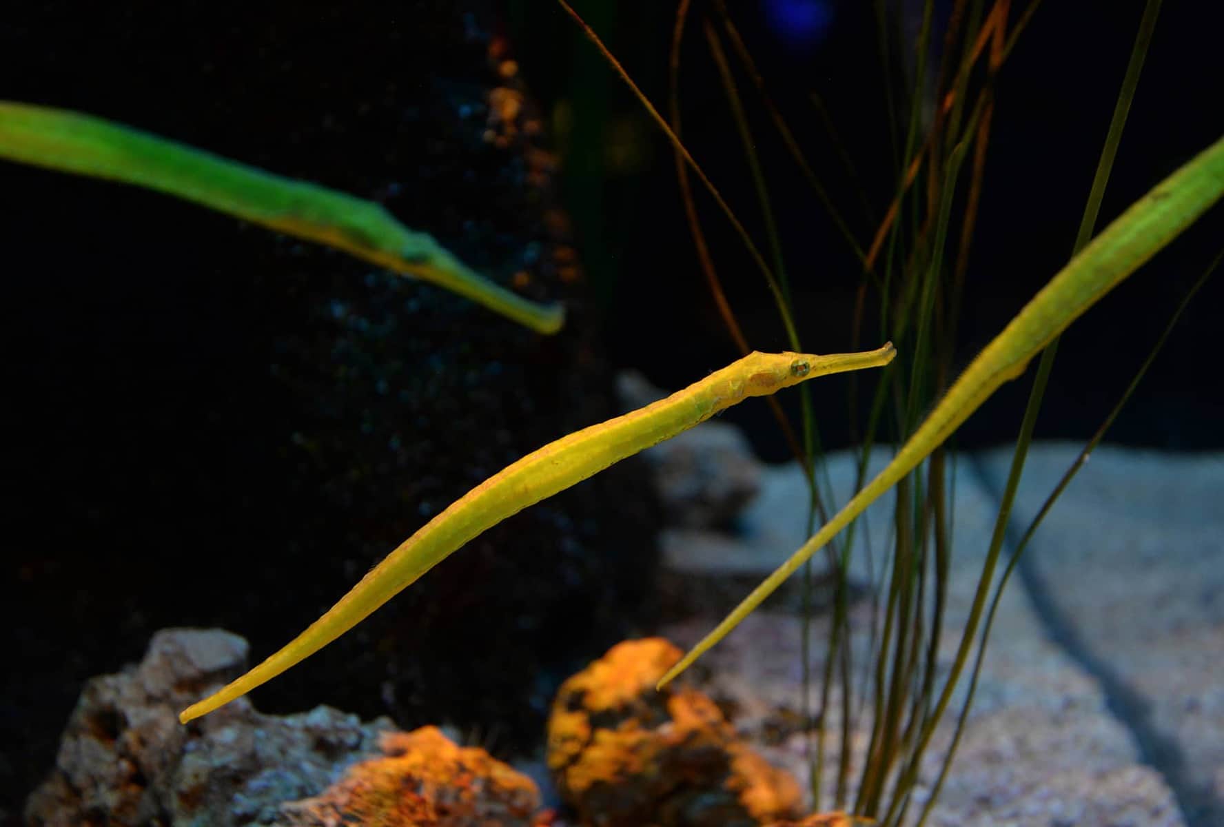 Pipefish