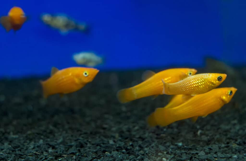Small Multiple Fish Small Freshwater Fish: All Of The Species You Can Add To Your Tank