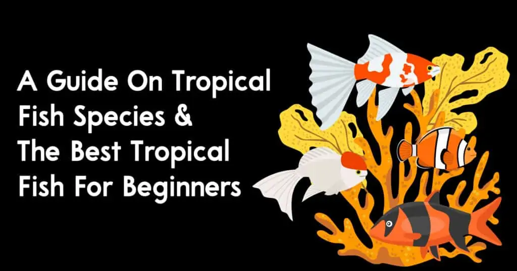 A Guide On Tropical Fish Species & The Best Tropical Fish For Beginners