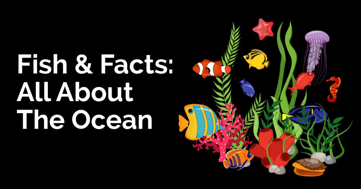 Fish & Facts All About The Ocean
