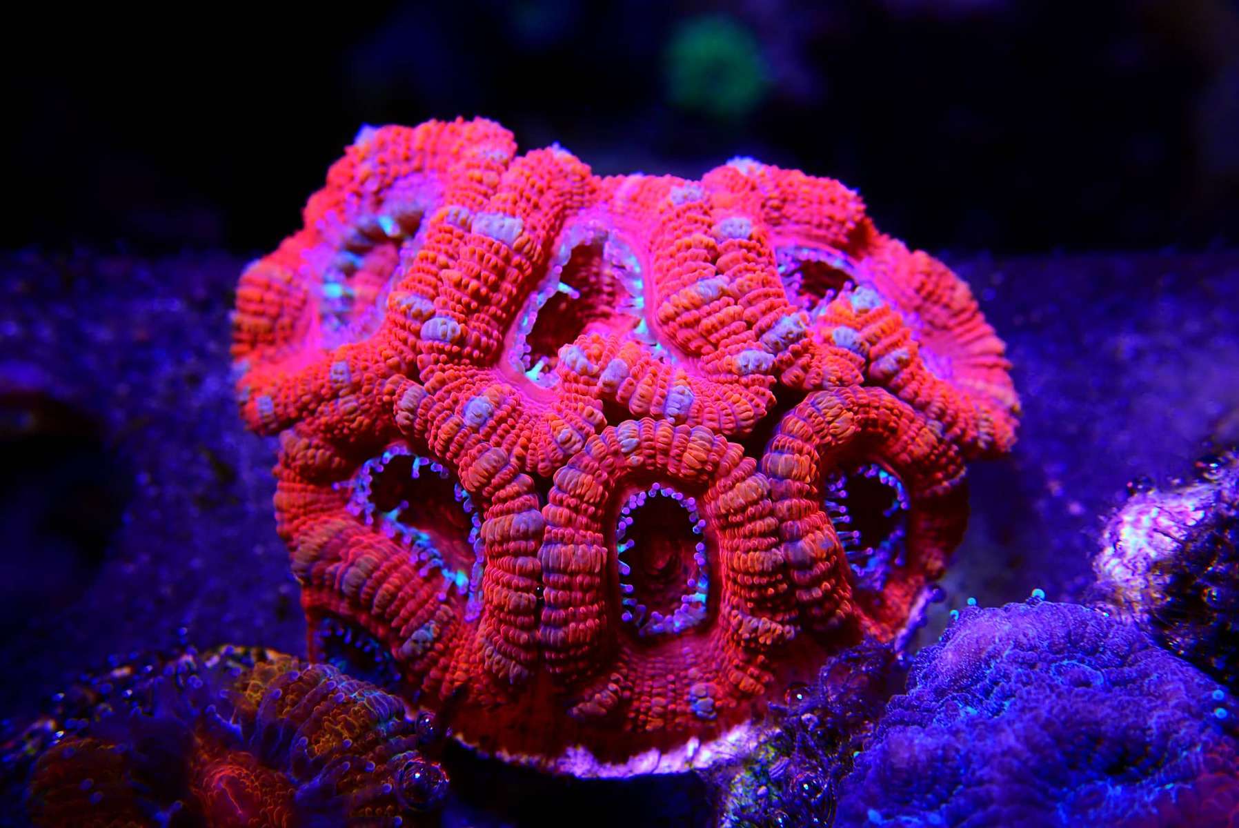 Acan Coral