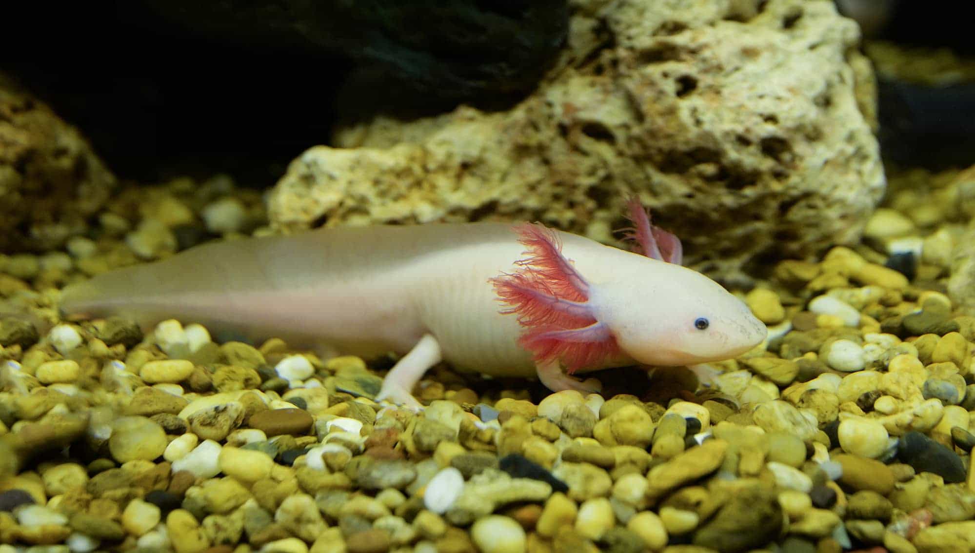 Axolotl Tank