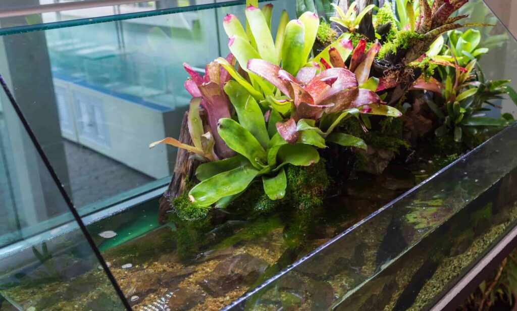 Paludarium