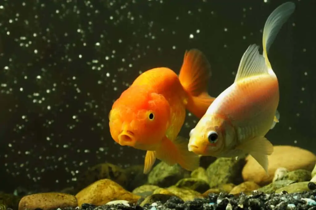 Best Goldfish Food Brand