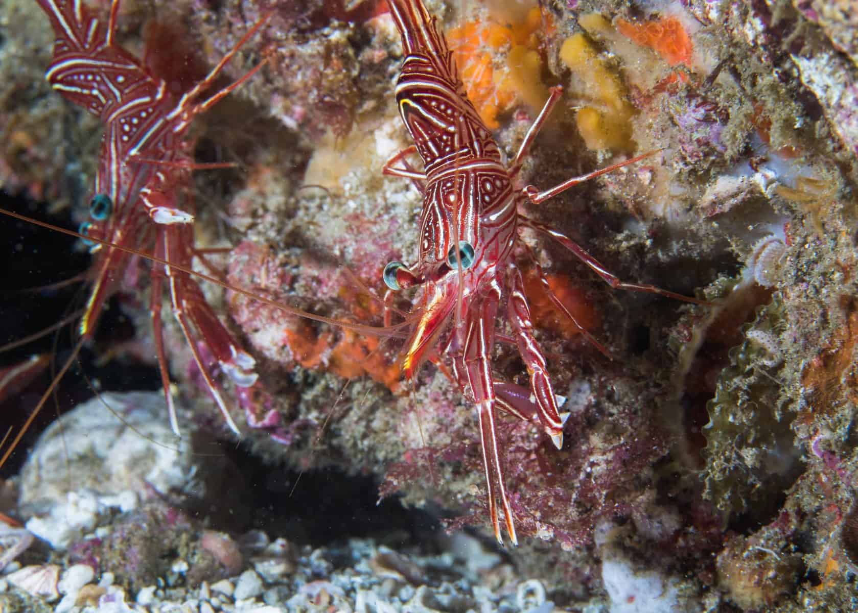 Saltwater Shrimp