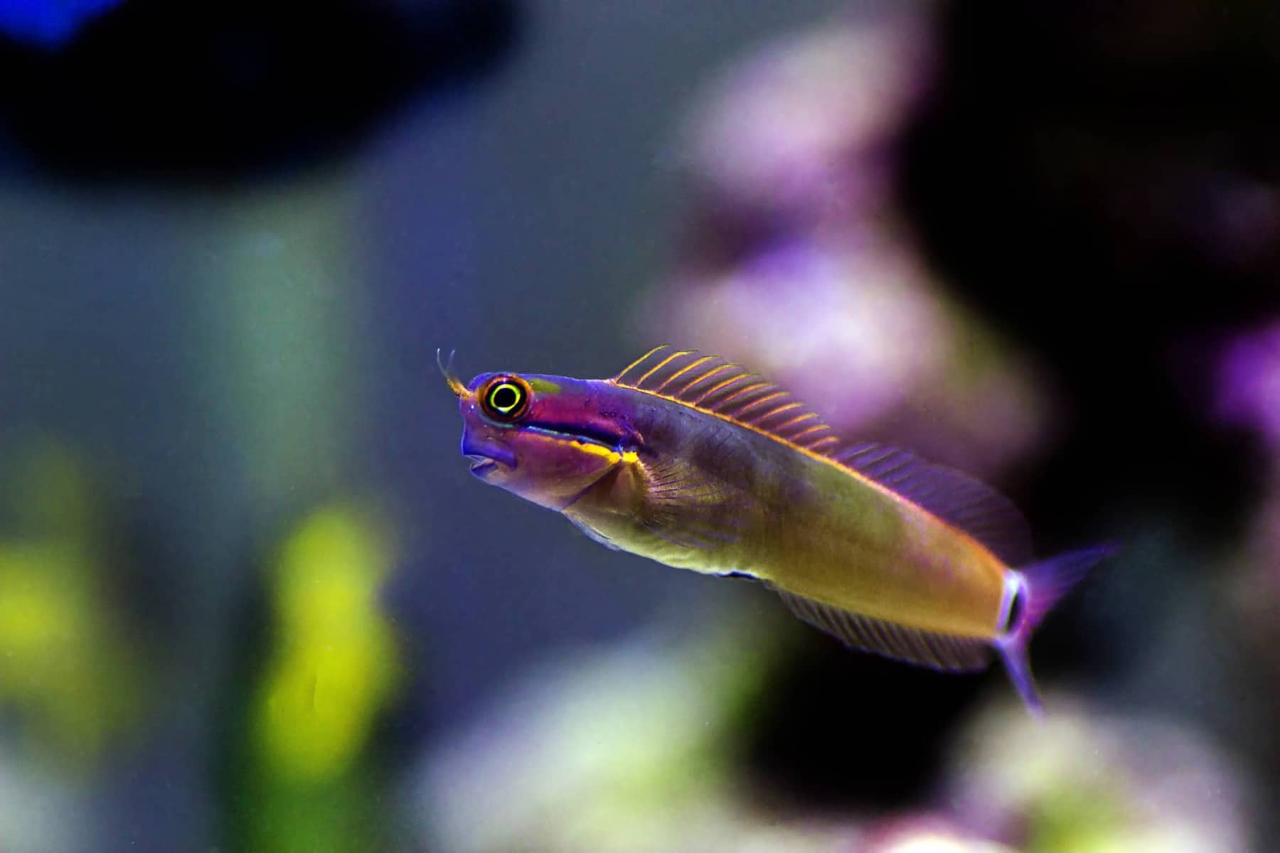 Tailspot Blenny Care