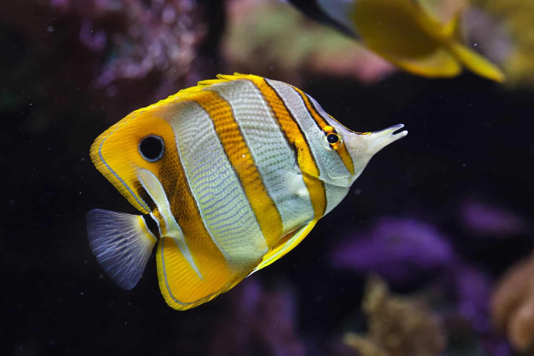 Types Of Butterfly Fish