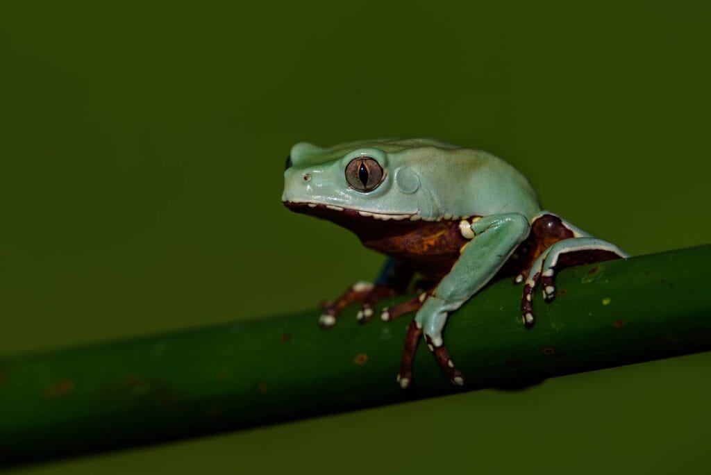 American Green Tree Frog