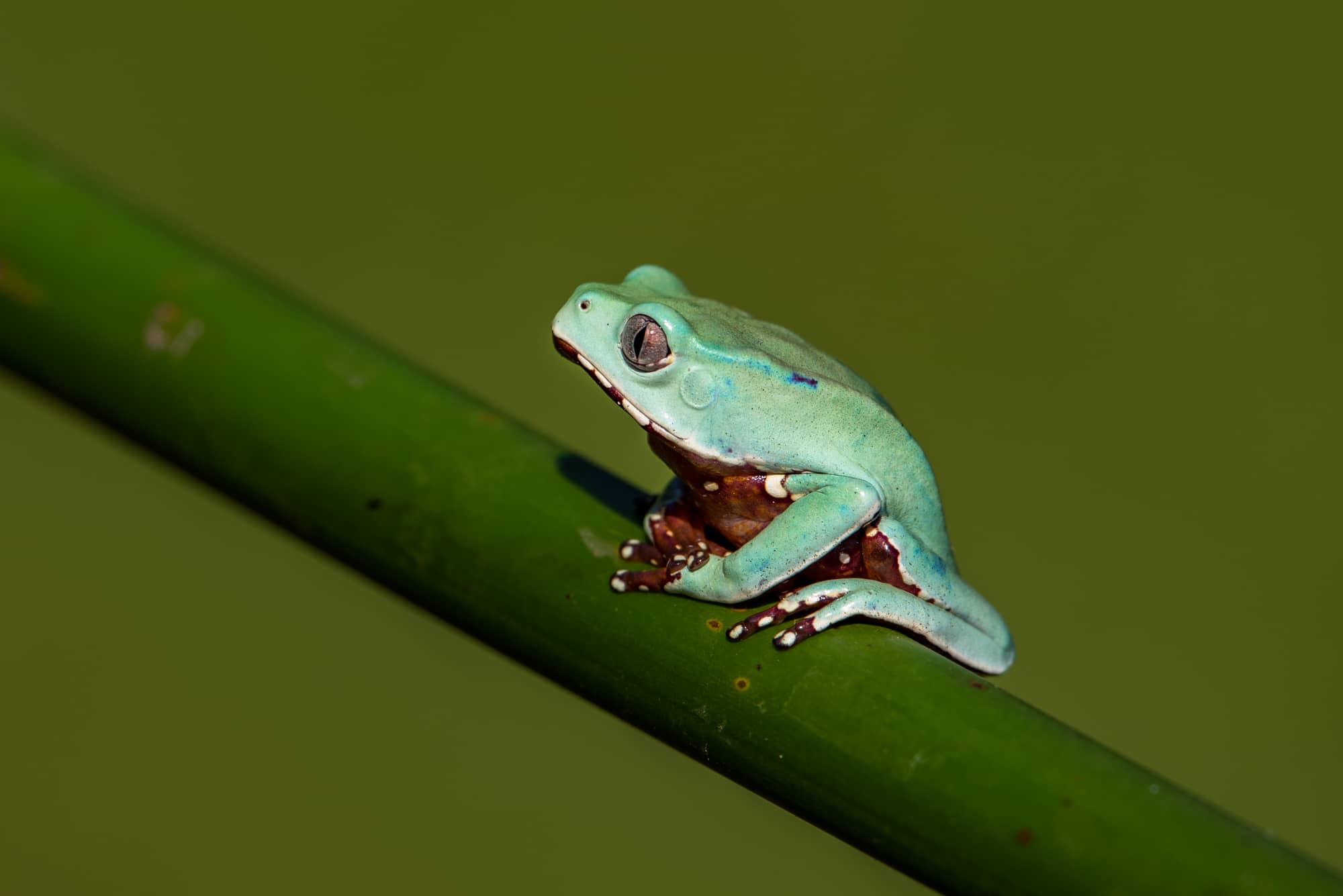 American Green Tree Frog Care Guide