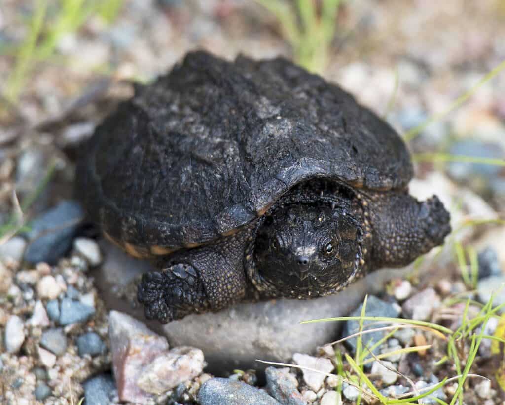 baby common snapping turtle eating