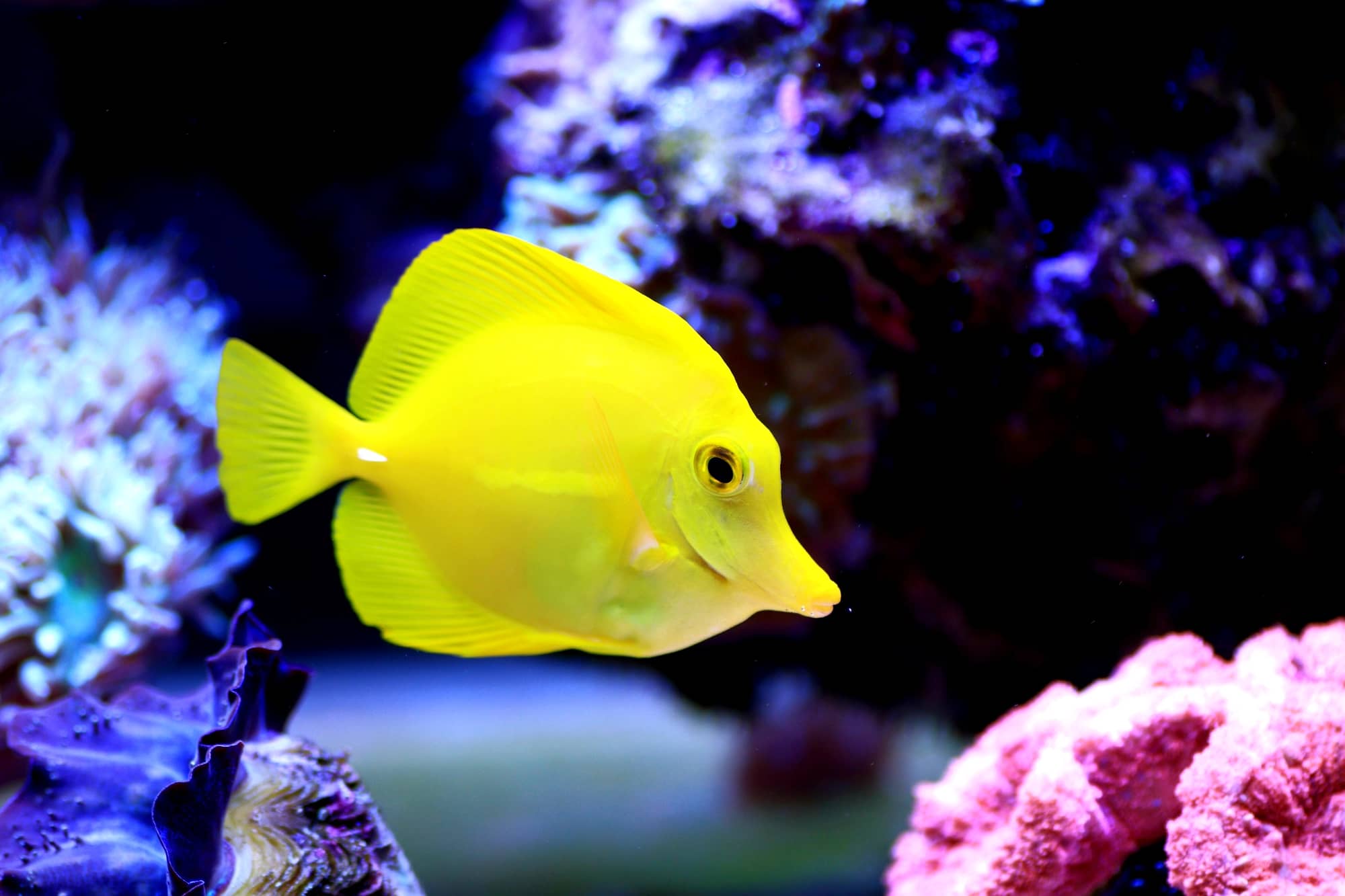 Top 10 Saltwater Fish for Beginners - wide 8