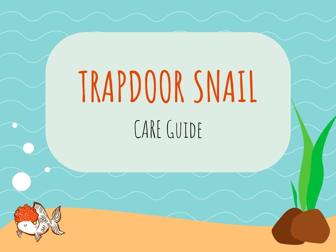 Trapdoor Snail