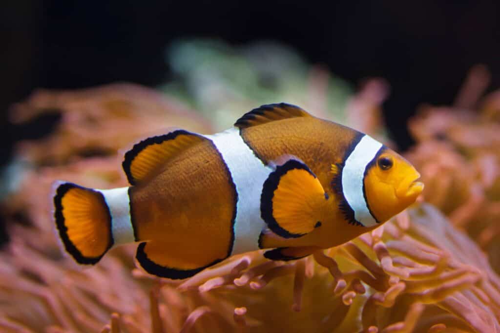 Types Of Clownfish