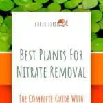 1 Best Plants For Nitrate Removal