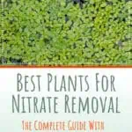 2 Best Plants For Nitrate Removal