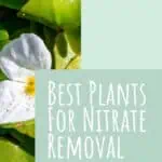 3 Best Plants For Nitrate Removal
