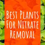 4 Best Plants For Nitrate Removal