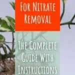 8 Best Plants For Nitrate Removal