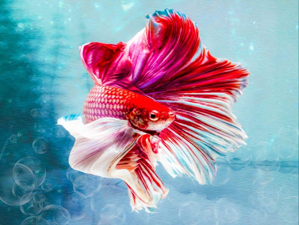 Best Betta Fish