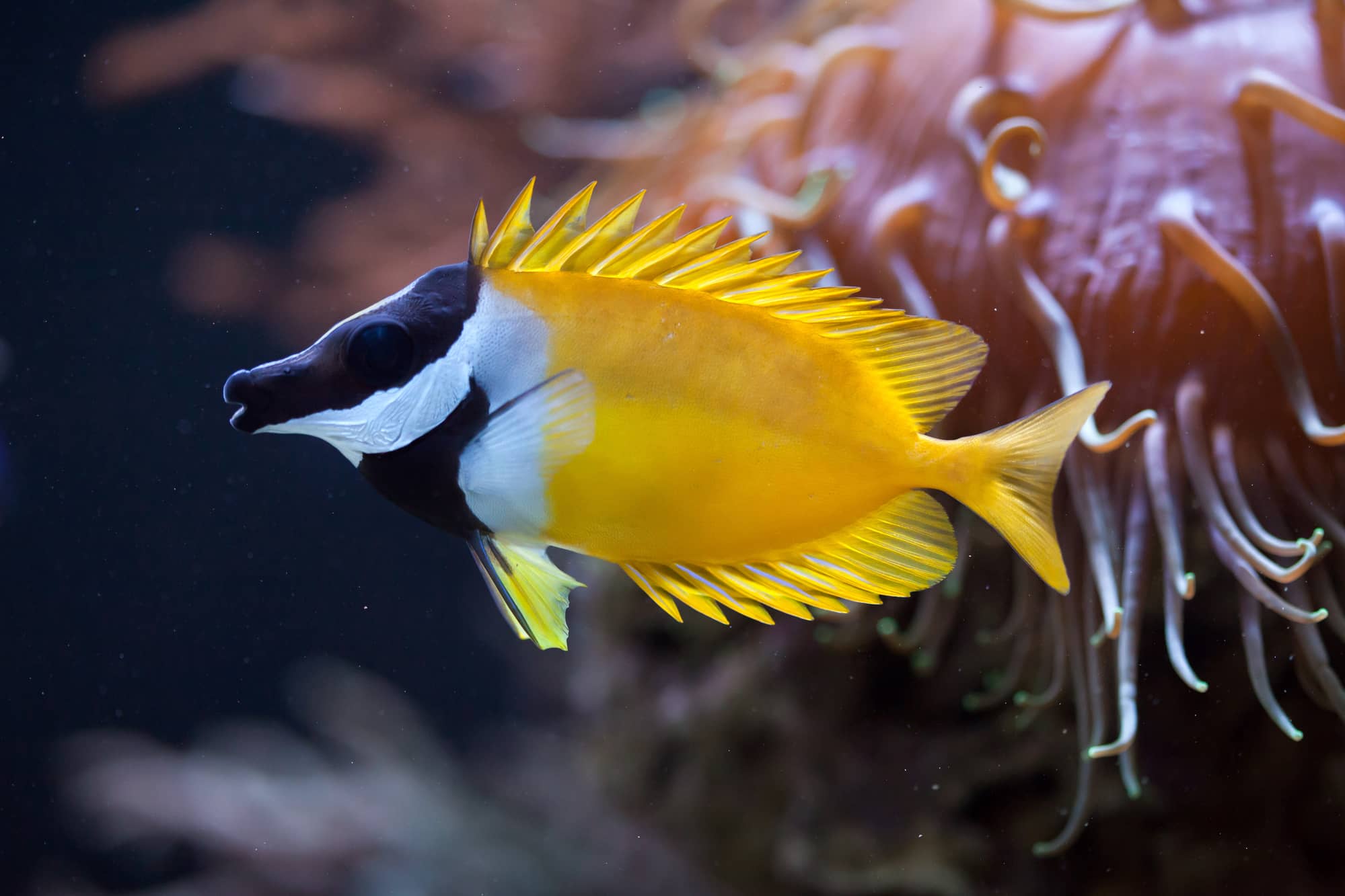 Yellow Reef Fish
