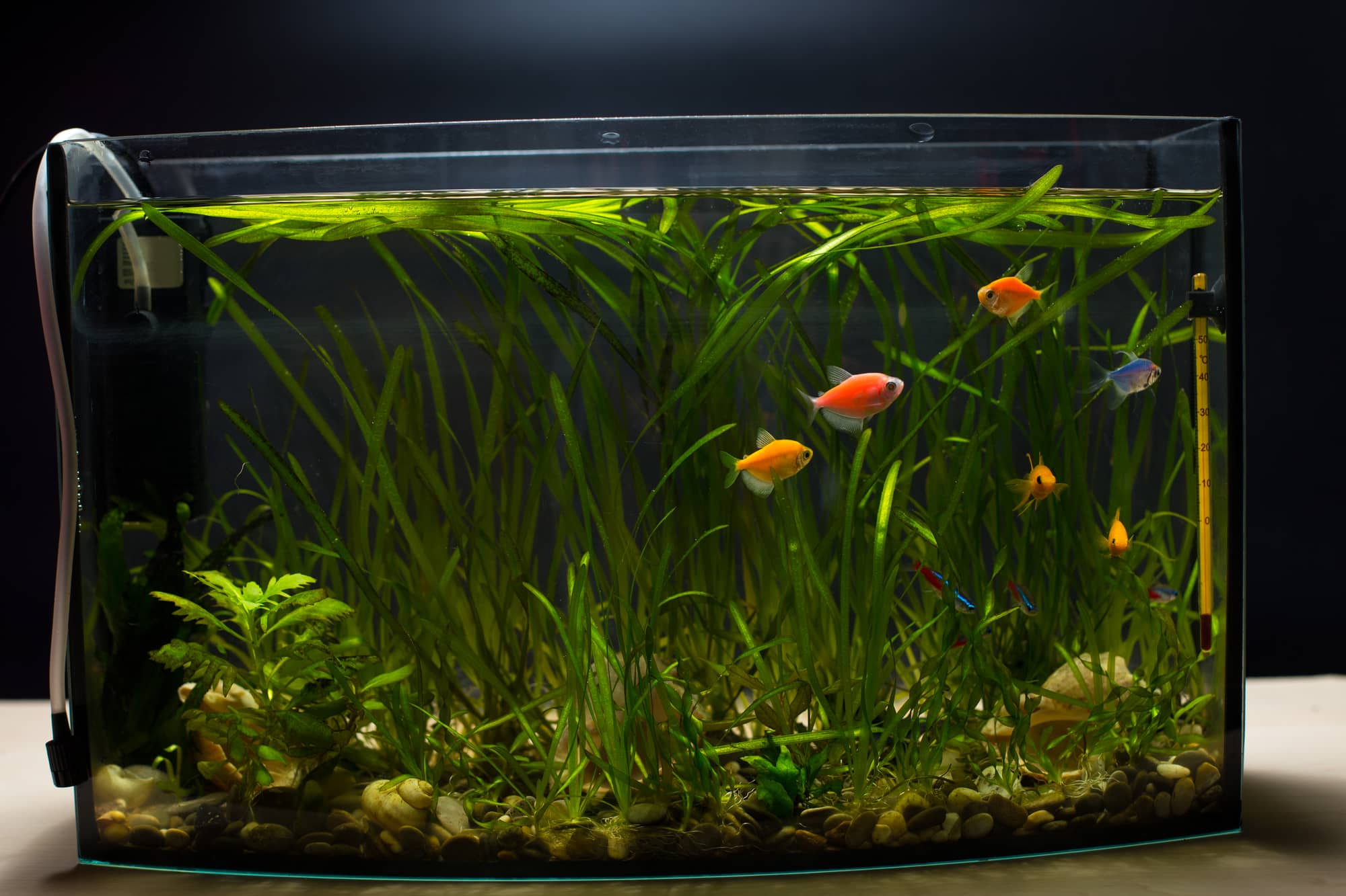 Best Fish Tank Filter
