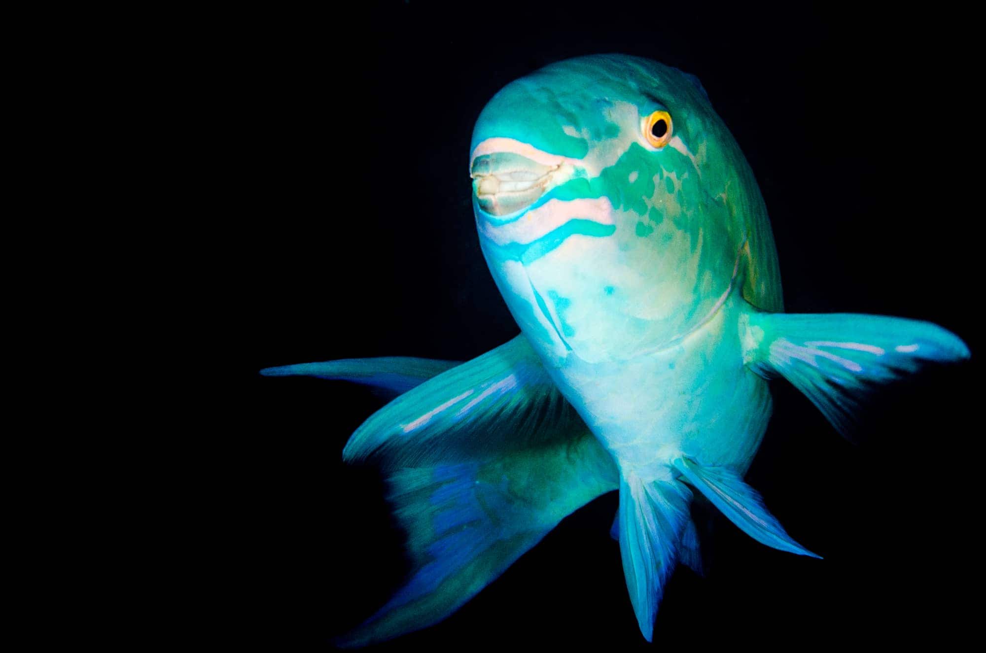 Green Parrot Fish