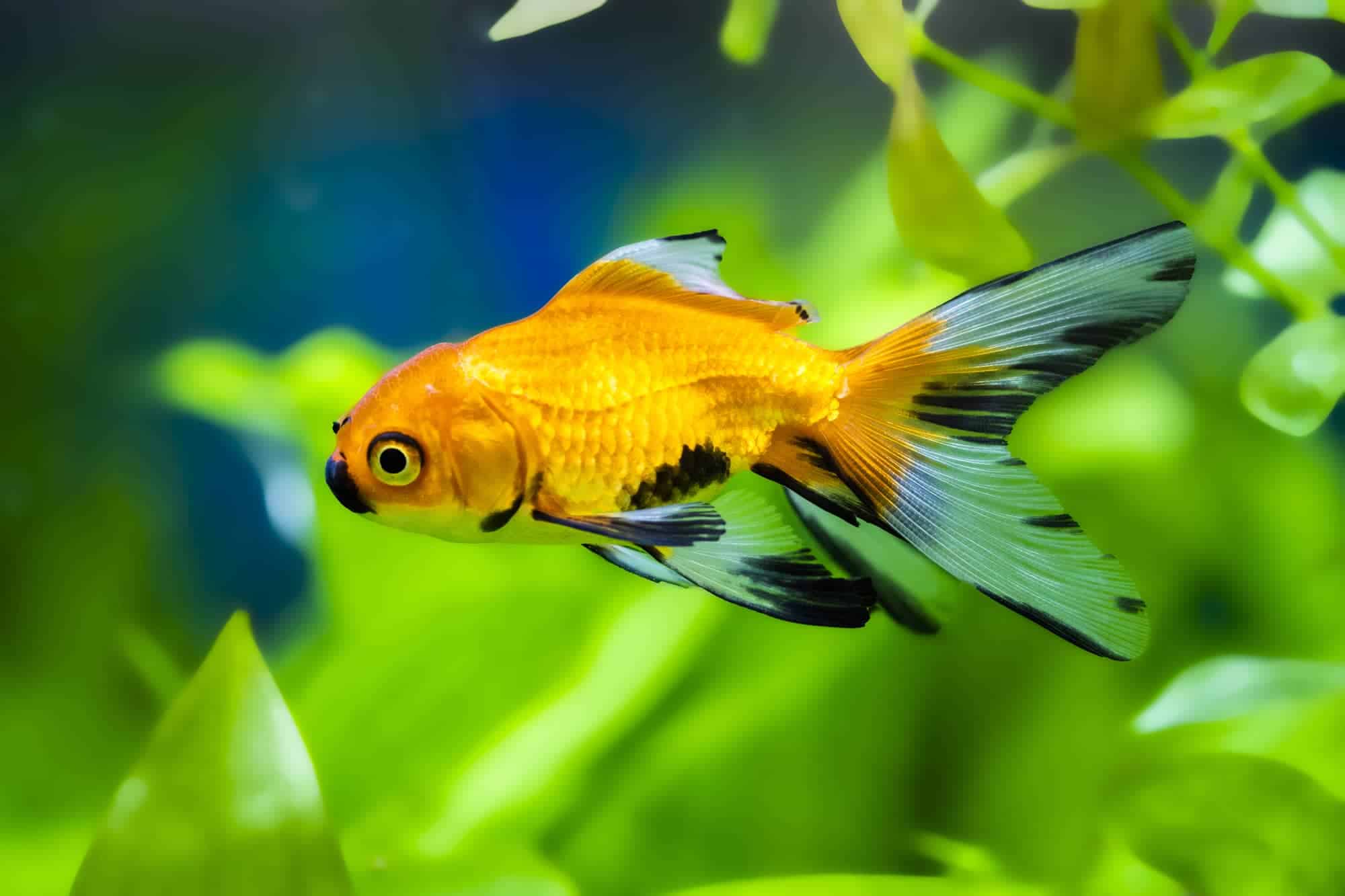 Goldfish Turning Black