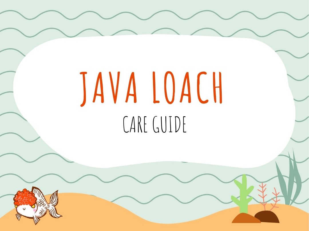 Java Loach