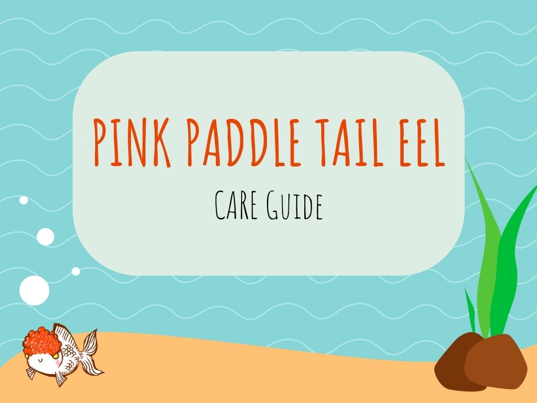 Pink Paddle Tail Eel