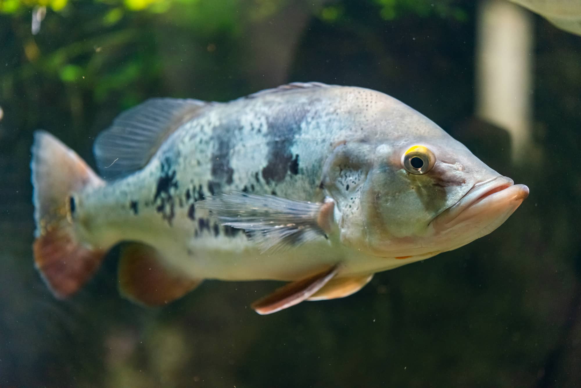 predatory freshwater fish