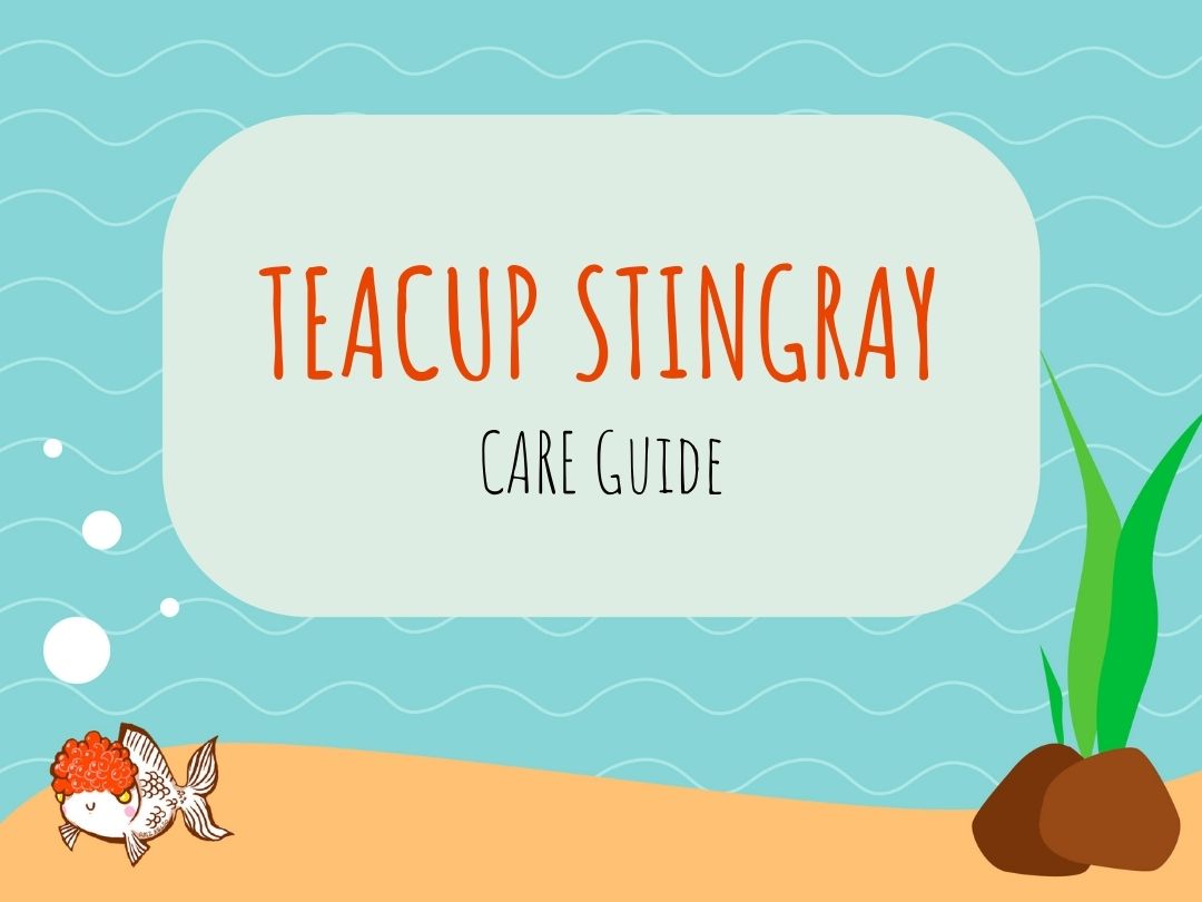 Teacup Stingray Care