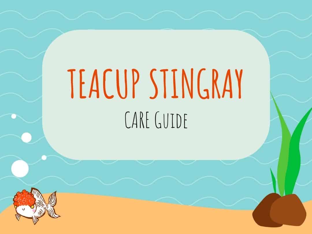 Teacup Stingray Care