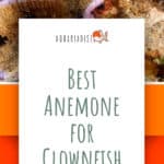 1 Best Anemone for Clownfish