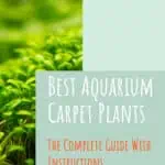1 Best Aquarium Carpet Plants