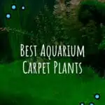 10 Best Aquarium Carpet Plants