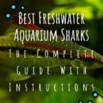 10 Best Freshwater Aquarium Sharks