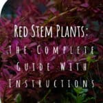 10 Red Stem Plants Your Aquariums Most Colorful Addition