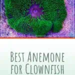 2 Best Anemone for Clownfish