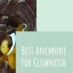 3 Best Anemone for Clownfish