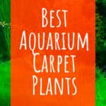 3 Best Aquarium Carpet Plants