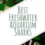 3 Best Freshwater Aquarium Sharks