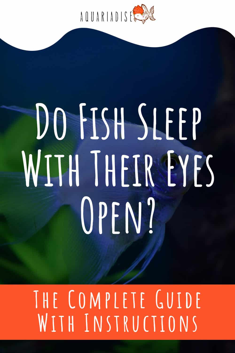 Do Fish Sleep With Their Eyes Open?
