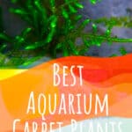 4 Best Aquarium Carpet Plants