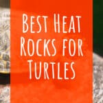 Las 4 mejores rocas de calor para tortugas