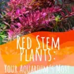 4 Red Stem Plants Your Aquariums Most Colorful Addition