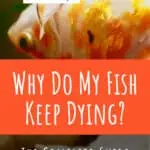 4 Why Do My Fish Keep Dying